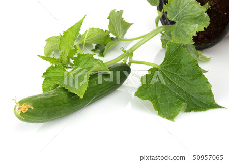 Fresh cucumber plant growing in flowerpot isolated 50957065