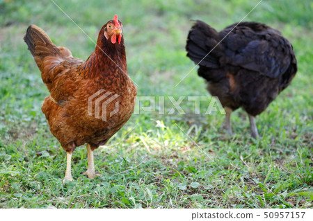Free range chicken gathering, on grass Free range chicken gathering, on grass 50957157