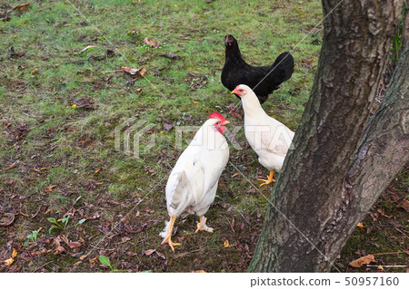 Free range chicken gathering, on grass Free range chicken gathering, on grass 50957160