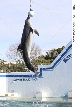 海豚表演 50958062