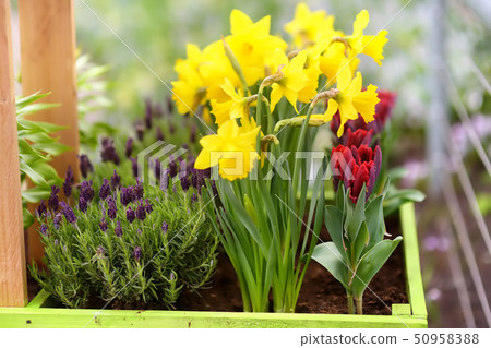 Blooming yellow daffodils and red tulips on flower Blooming yellow daffodils and red tulips on flower 50958388