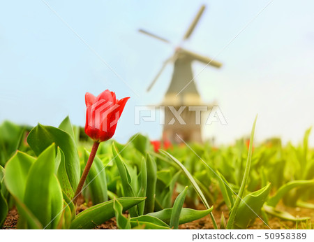 Red tulip with old dutch windmill on background Red tulip with old dutch windmill on background 50958389