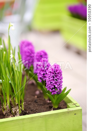 Blooming purple hyacinths and yellow daffodils 50958390