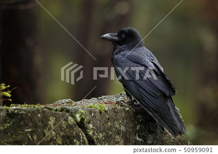 Common raven - Corvus corax - is deeply embedded 50959091