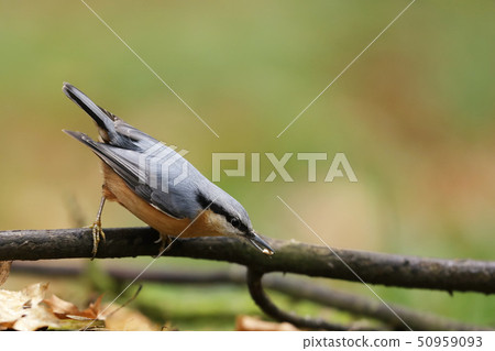Wood nuthatch (Sitta europaea) is a small song 50959093