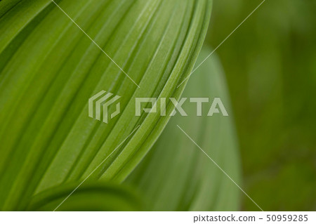 葉子特寫鏡頭 葉子特寫鏡頭 50959285