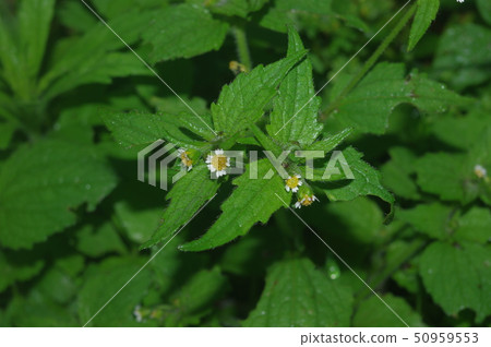 野草 野草 50959553