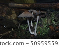 蘑菇 50959559