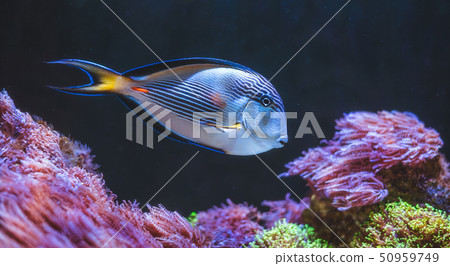 Tropical Fish Tropical Fish 50959749