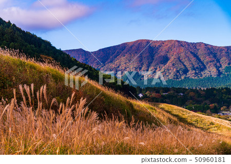 （神奈川縣）秋天的箱根仙石原高原薄野原 50960181