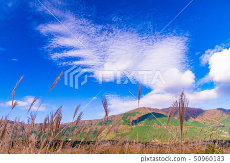 (Kanagawa Prefecture) Autumn Hakone Sengokuhara plateau Susukinohara 50960183