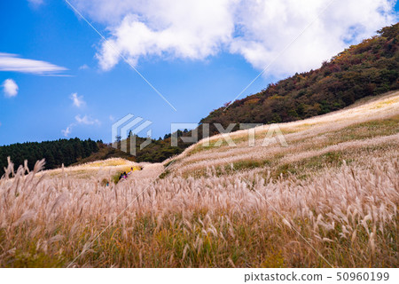 (Kanagawa Prefecture) Autumn Hakone Sengokuhara plateau Susukinohara 50960199