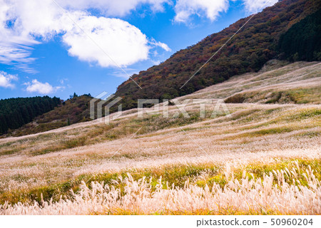 （神奈川縣）秋天的箱根仙石原高原薄野原 50960204
