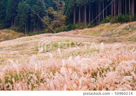 (神奈川縣)秋天的箱根仙石原高原薄野原 (神奈川縣)秋天的箱根仙石原高原薄野原 50960214