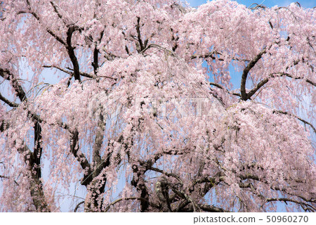 武田墓監護人櫻桃樹 50960270