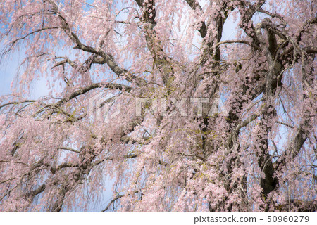 武田墓監護人櫻桃樹 50960279