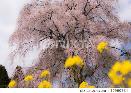 武田墓監護人櫻桃樹 50960284