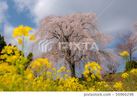 武田墓監護人櫻桃樹 50960296