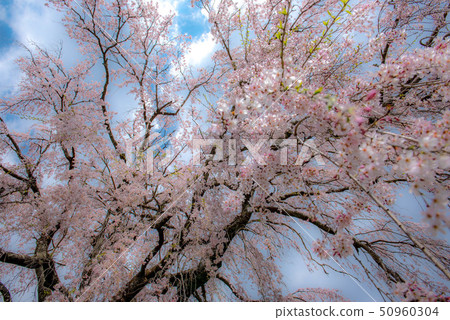 武田墓監護人櫻桃樹 50960304