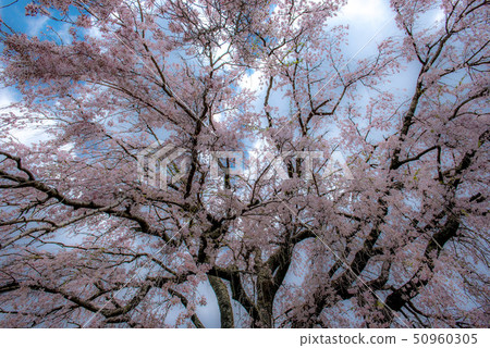 Takeda Tomb guardian cherry tree 50960305
