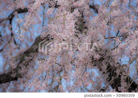 Takeda Tomb guardian cherry tree 50960309