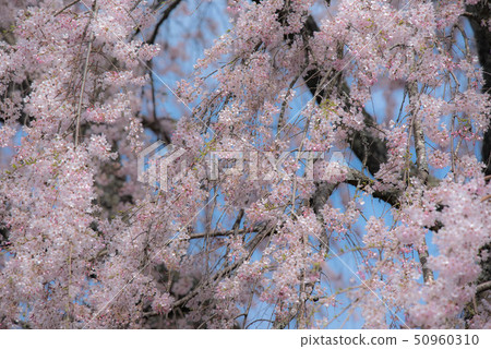 Takeda Tomb guardian cherry tree 50960310