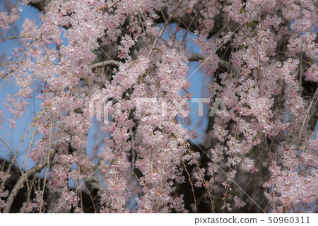 武田墓監護人櫻桃樹 50960311