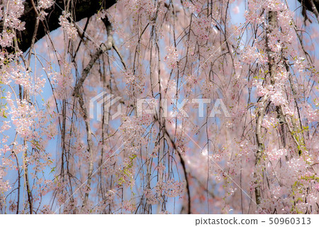 武田墓監護人櫻桃樹 50960313