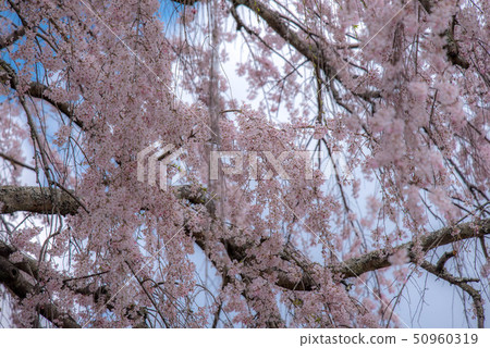 武田墓監護人櫻桃樹 50960319