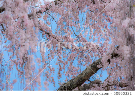 武田墓監護人櫻桃樹 50960321