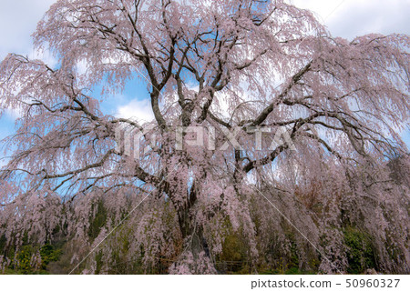 武田墓監護人櫻桃樹 50960327