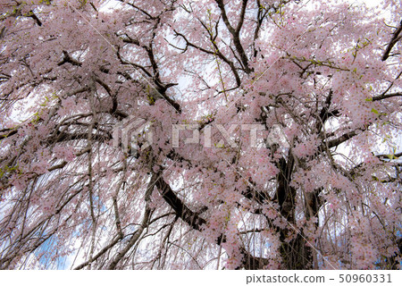 武田墓監護人櫻桃樹 50960331