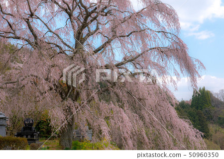 武田墓監護人櫻桃樹 50960350