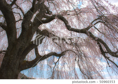 武田墓監護人櫻桃樹 50960353