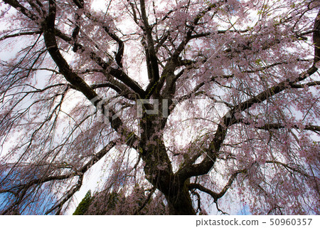 武田墓監護人櫻桃樹 50960357