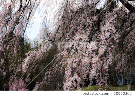 武田墓監護人櫻桃樹 50960363