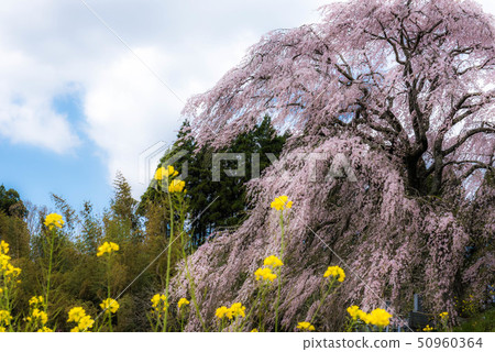 武田墓監護人櫻桃樹 50960364