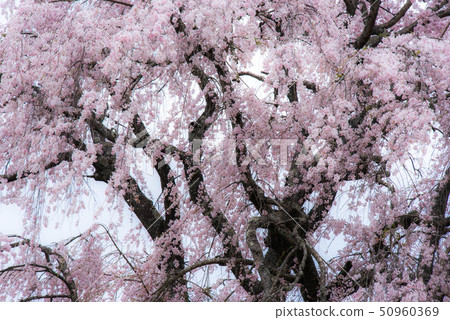 武田墓監護人櫻桃樹 50960369