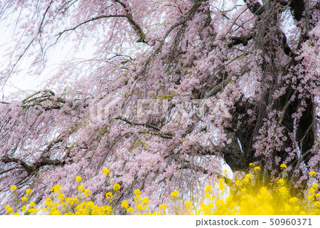 武田墓監護人櫻桃樹 50960371