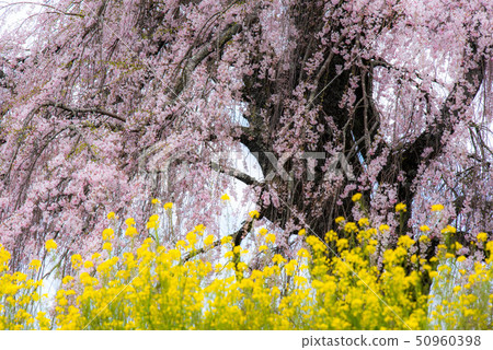 武田墓監護人櫻桃樹 50960398