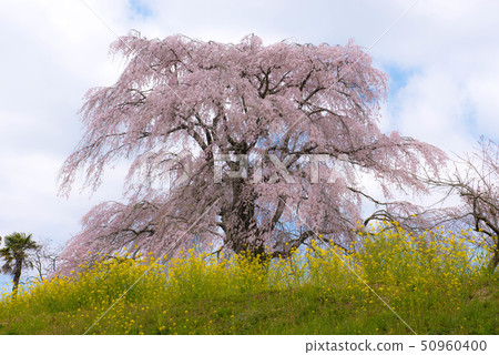 武田墓監護人櫻桃樹 50960400