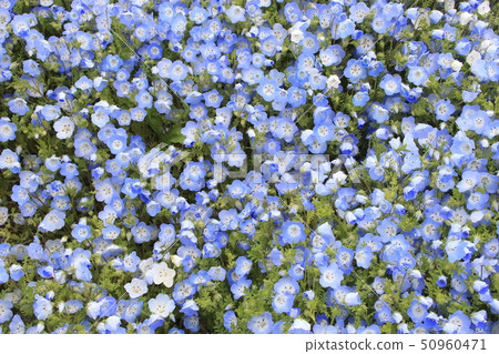 日立海濱公園的Nemophila 50960471