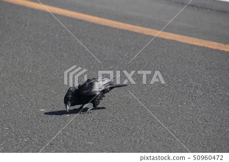 Hashiboso Glass's car use behavior Hashiboso Glass's car use behavior 50960472