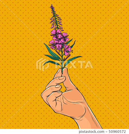 Ivan tea medicinal plant in hand 50960572