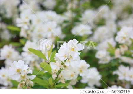 琉球白花 50960919