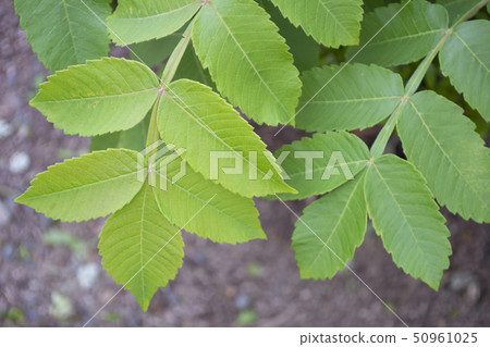 Nurde (white collar tree) Nurde (white collar tree) 50961025