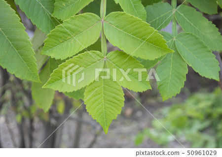 Nurde (white collar tree) 50961029