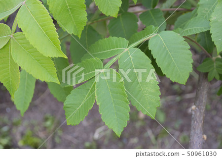 Nurde (white collar tree) Nurde (white collar tree) 50961030