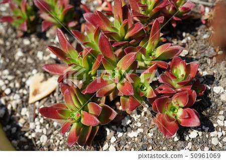 Succulent plants Succulent plants 50961069
