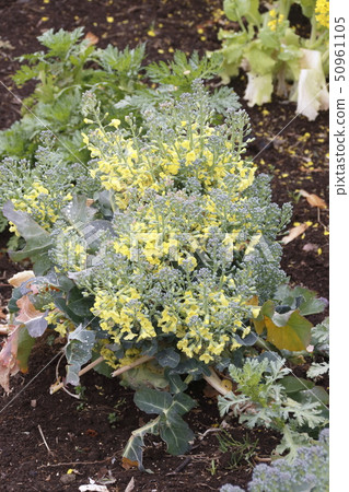 Broccoli flowers Broccoli flowers 50961105